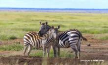 STUDY WILDLIFE MANAGEMENT, A UNIQUE PROGRAM AT LITHUANIA