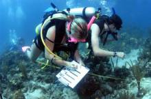 Marine Biology Schools in Europe: A Detailed Exploration