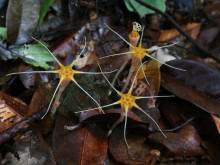 Biologists have found two new species of Thismiaceae in Borneo