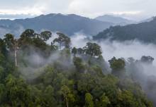 Rainforest design futures and carbon dating: News from the College